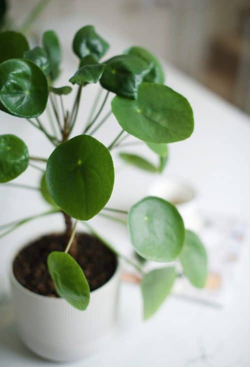 Plant on desk