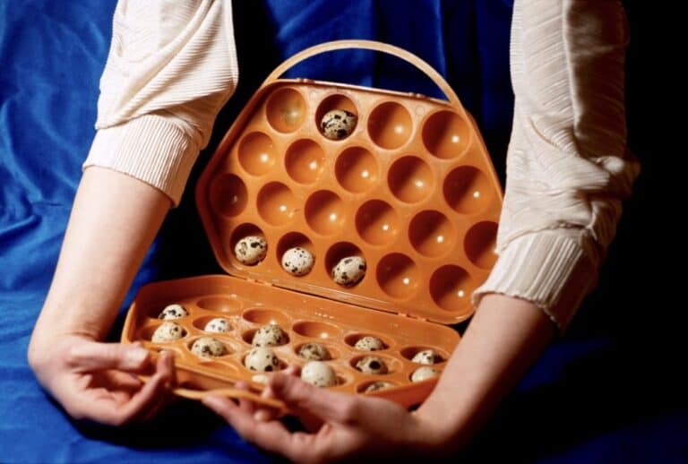 Person holding a case with quail eggs