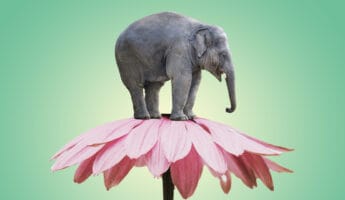 Elephant on flower on mint gradient background