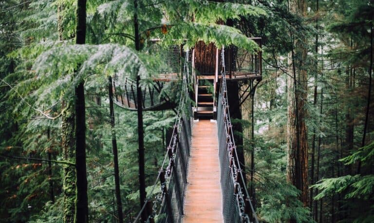 Image of bridge in a forest