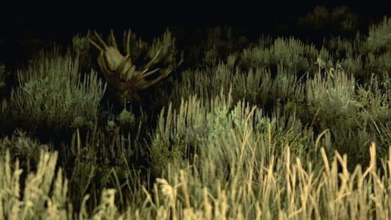 A moose stands partially hidden in tall grass and shrubs at night. Its antlers are visible above the vegetation, blending into the dimly lit natural surroundings. The scene is shrouded in darkness, creating a mysterious and serene atmosphere.