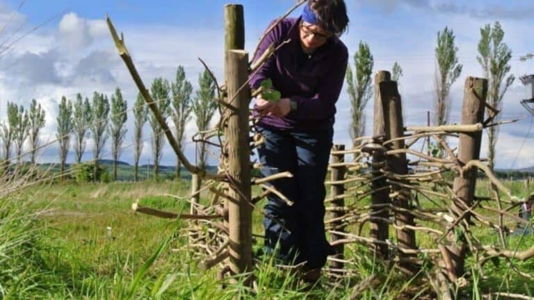 A person wearing a purple sweater and dark pants is working on constructing a rustic wooden fence in a green field. The fence is made of vertical posts and woven branches. In the background, rows of tall trees stand against a blue sky with scattered clouds.