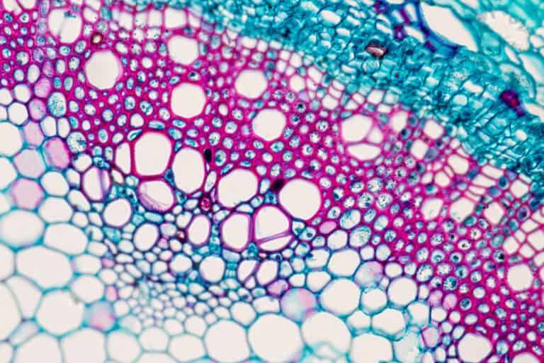Close-up image of a plant stem cross-section under a microscope, showing a vibrant network of cells stained in pink and blue. The cells form a pattern of interconnected, varied shapes and sizes with empty spaces in between.