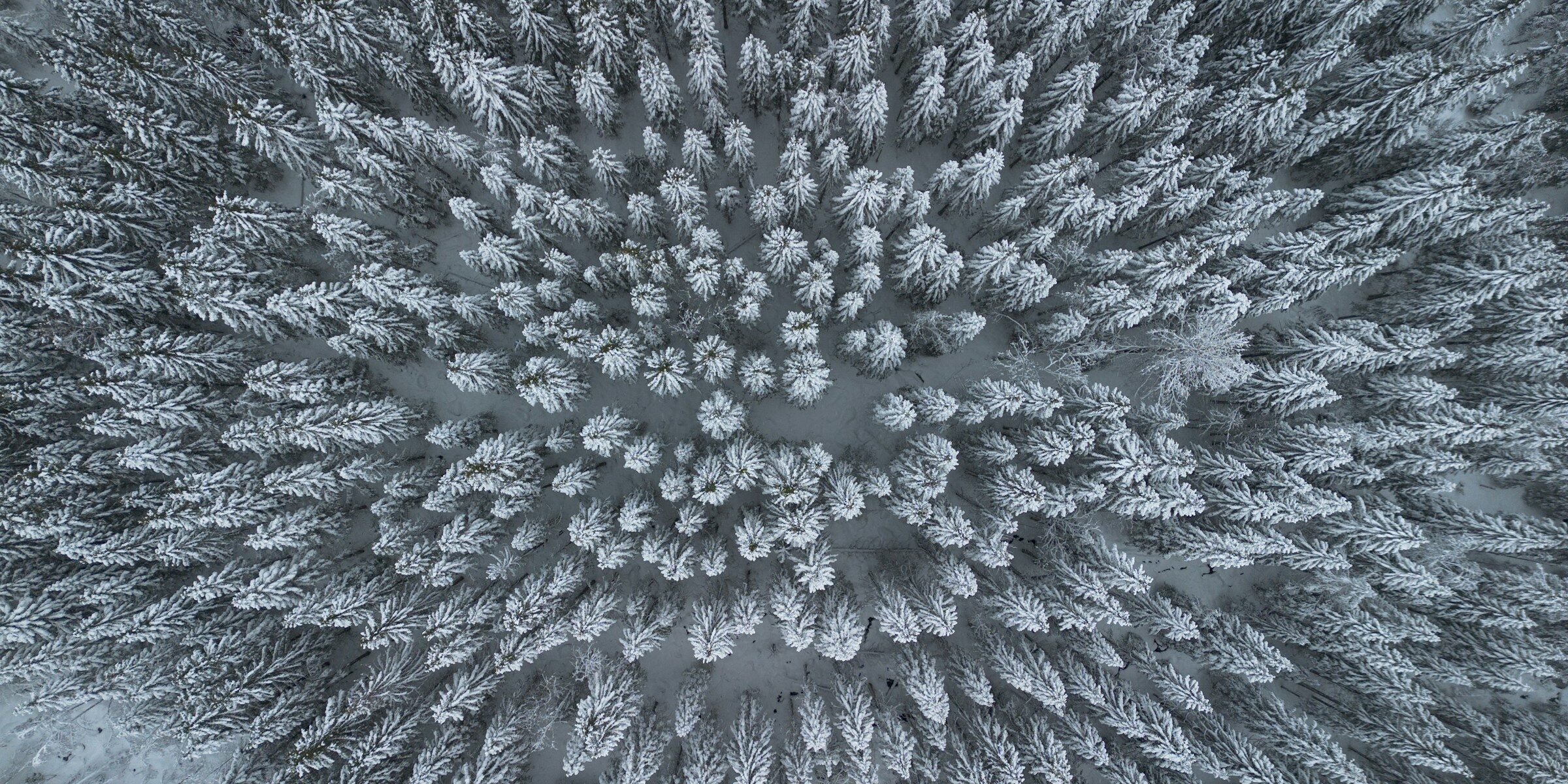 Norwegian forest taken from an aerial view, with snow dusting the trees