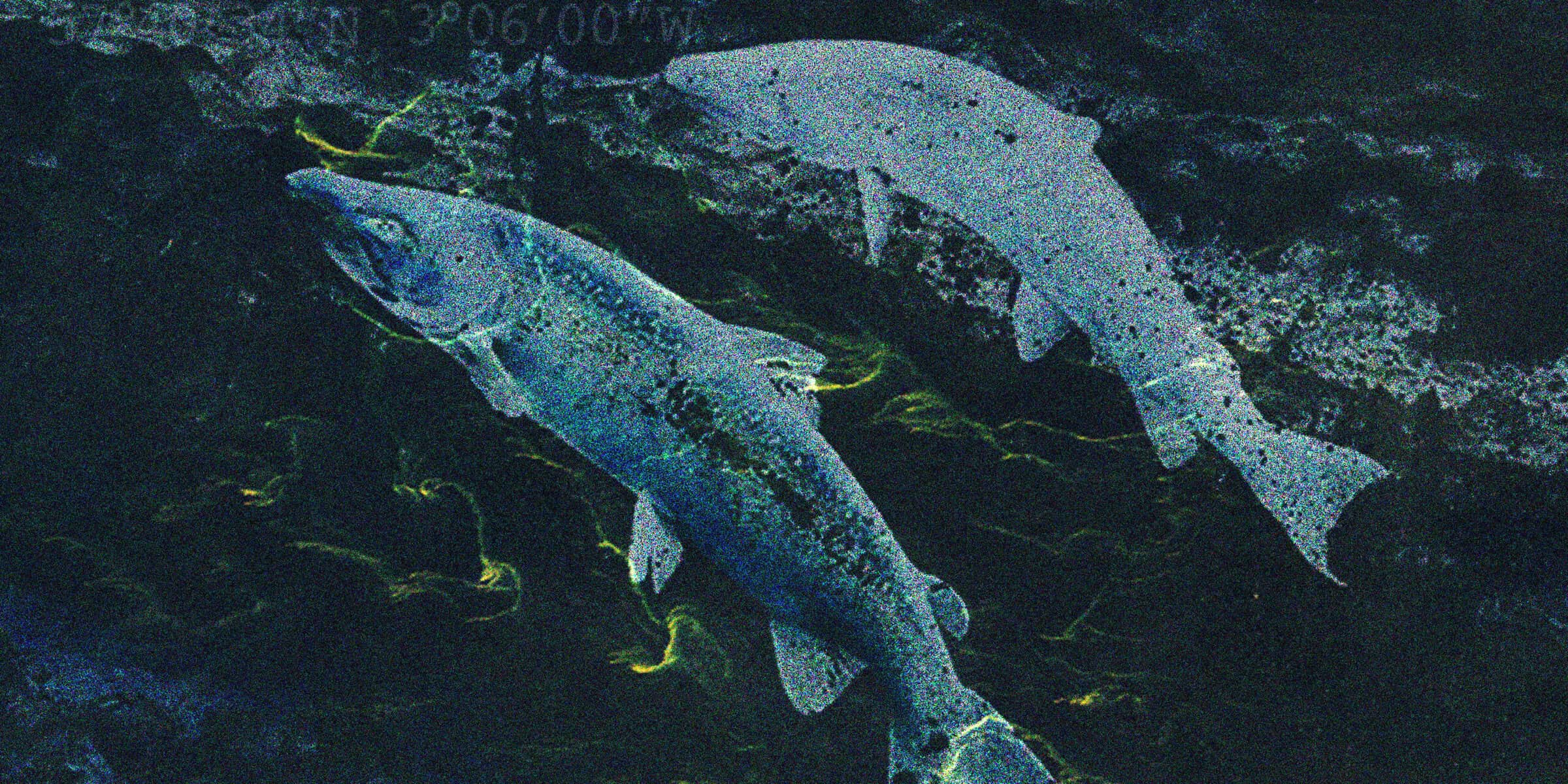 Two salmon swimming in dark, clear water. The fish are speckled and appear to be moving upstream, surrounded by subtle water ripples and reflections.