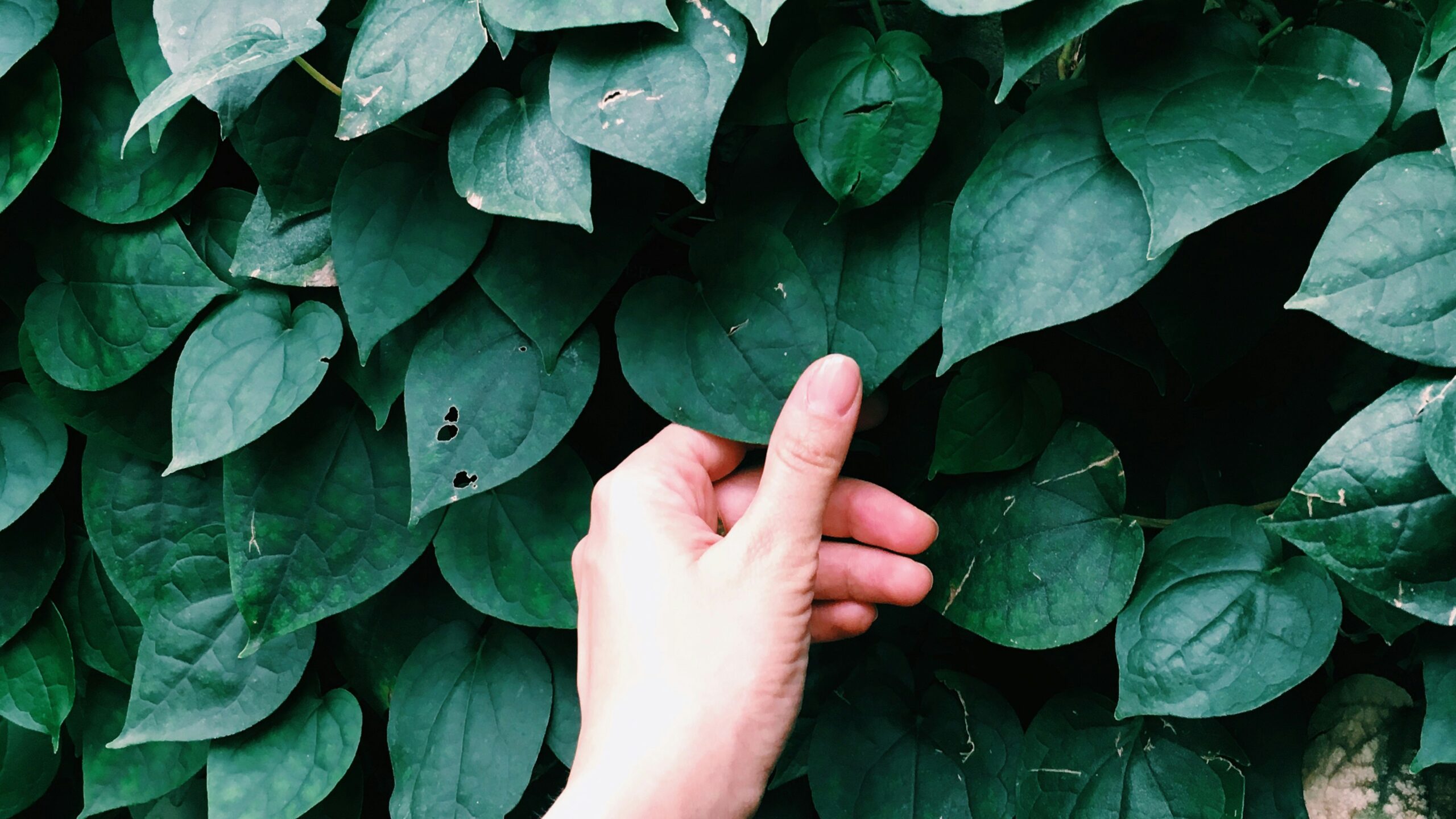A hand gently holds a heart-shaped green leaf among dense foliage of similar leaves.
