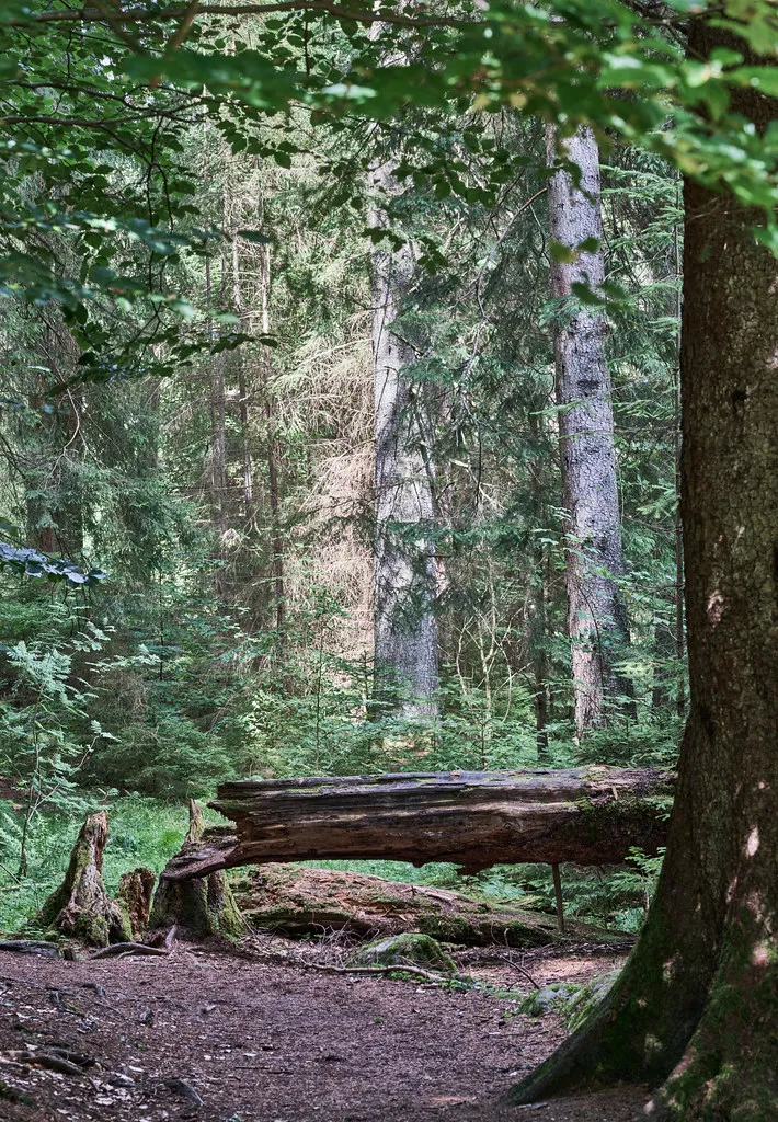 A fallen tree trunk rests horizontally on forest ground surrounded by tall green trees and dense foliage, with sunlight filtering through the leaves.