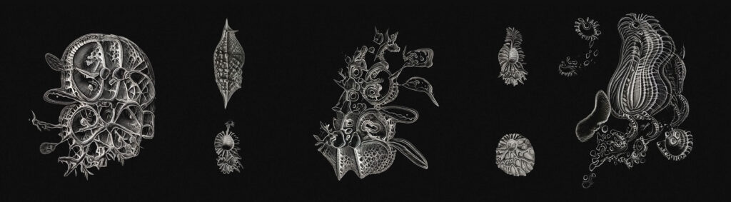 White chalk-like drawings of various abstract, organic, microscopic organisms or cells are arranged in a row on a black background, each featuring intricate shapes and textures.