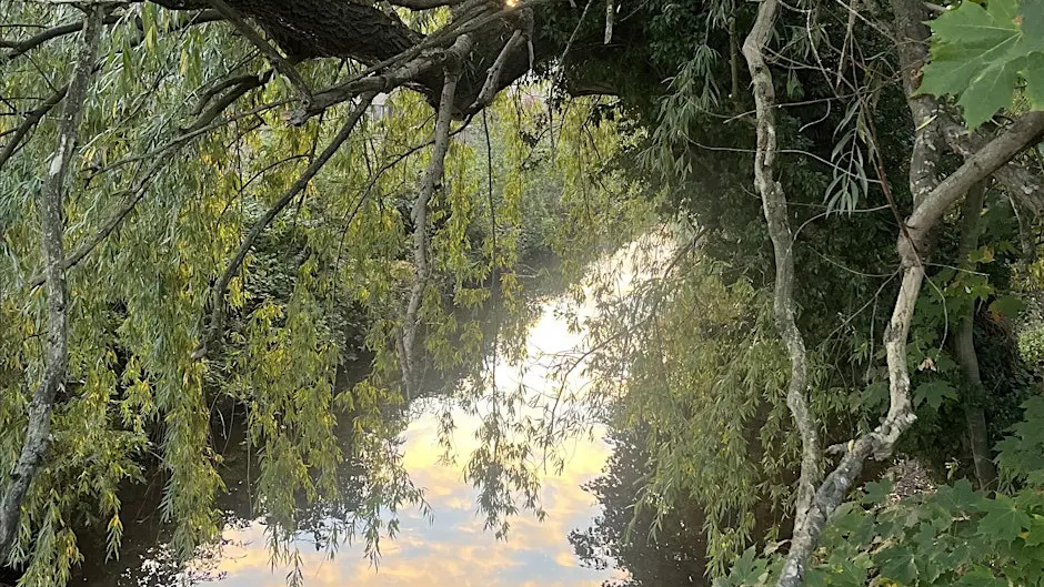 A calm stream reflects the sky and clouds, surrounded by lush green trees and branches hanging over the water, creating a serene and peaceful natural scene.